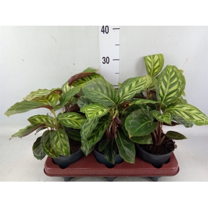 Calathea   ...