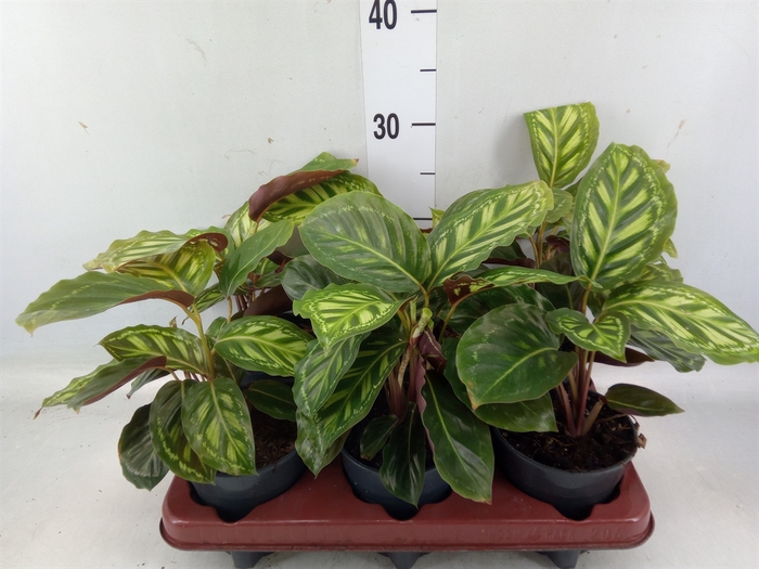 <h4>Calathea   ...</h4>