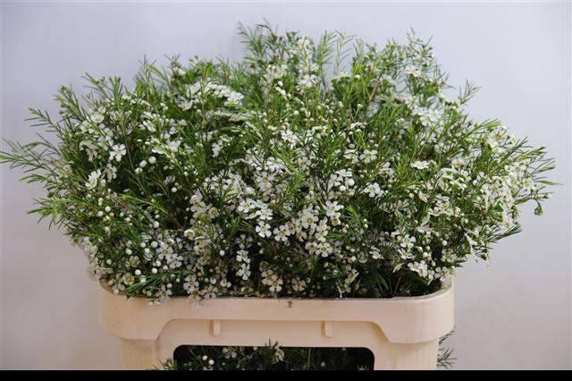 <h4>CHAME UN OFIR</h4>