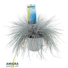 Festuca glauca Intense Blue®