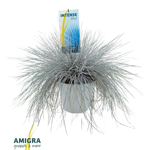 <h4>Festuca glauca Intense Blue®</h4>