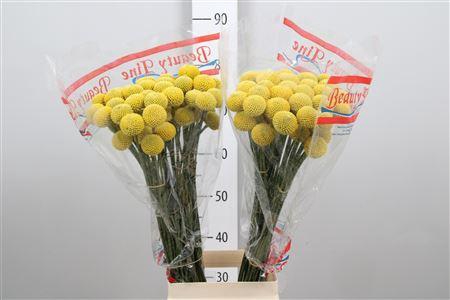 <h4>Cras Paintball Pop</h4>