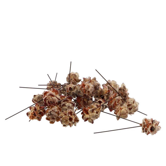 <h4>Pick Nature Pubescens P/100</h4>