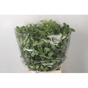 Pitto Green Per Bunch