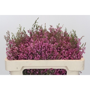 Kaaps Groen Erica Melanthera