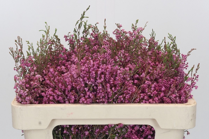 <h4>Kaaps Groen Erica Melanthera</h4>