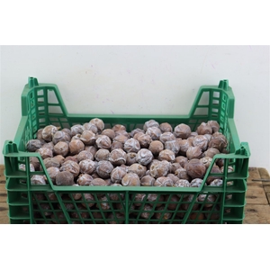Pinecone Cypresse 2 Kg