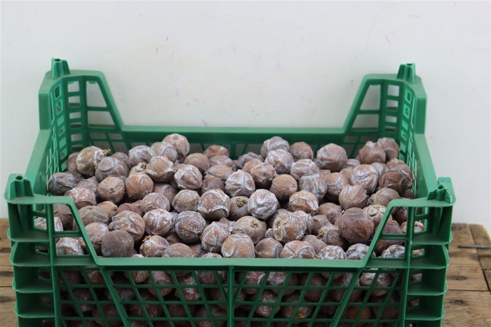 <h4>Pinecone Cypresse 2 Kg</h4>