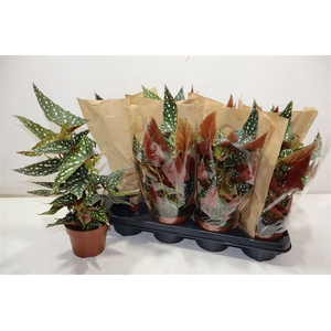 arr8 Beg Ma Spotl Green