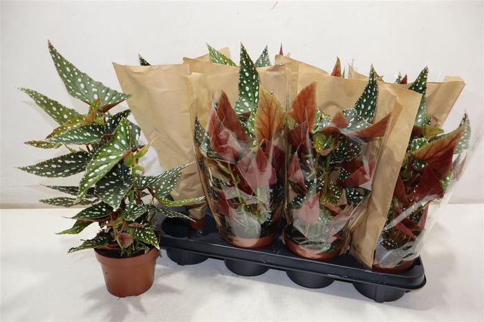 <h4>arr8 Beg Ma Spotl Green</h4>