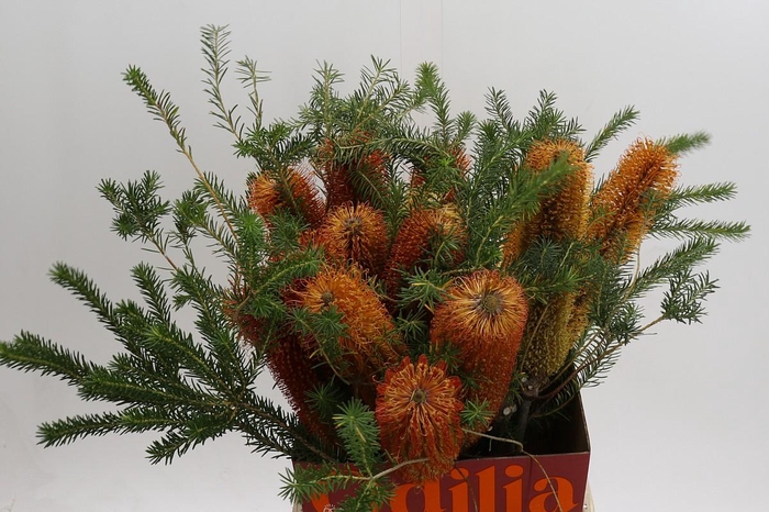 <h4>Banksia Ericifolia</h4>