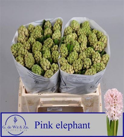 <h4>Hyac Pink Elephant</h4>