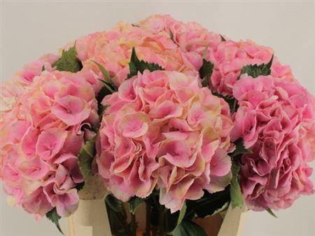 <h4>Hydr M Royal Love</h4>