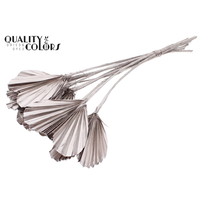 <h4>Palm Spear Heart per stem Champagne</h4>