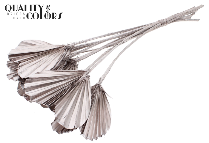 Palm Spear Heart per stem Champagne