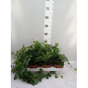Hedera helix 'Wonder'