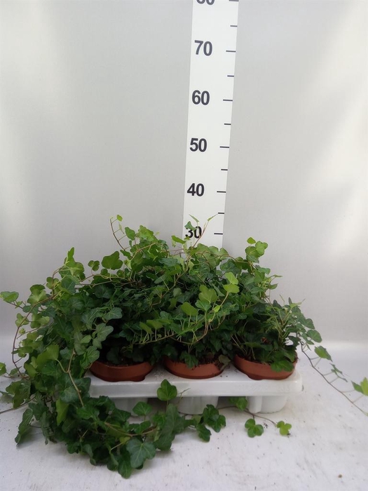 <h4>Hedera helix 'Wonder'</h4>
