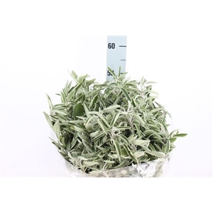 Salvia Per Bos 200 Gram