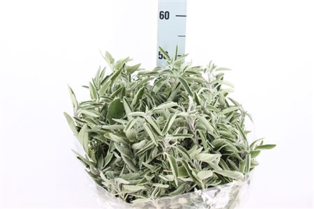 <h4>Salvia Per Bos 200 Gram</h4>