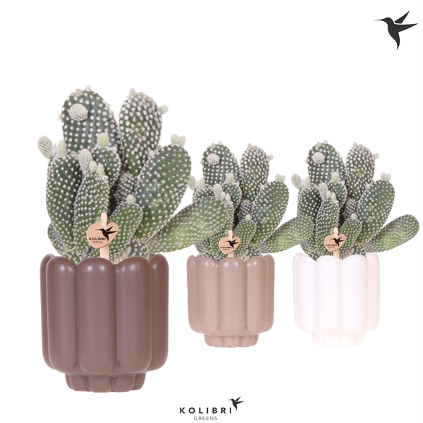 <h4>Kolibri Greens Opuntia white in Retro pot sand mix</h4>