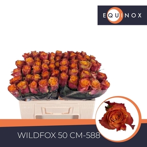 Rosa a grande fleur Wildfox