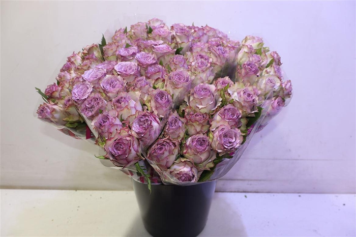 <h4>R Gr Dolcetto!</h4>