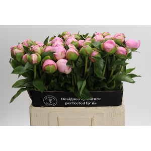 Paeonia Angel Cheeks