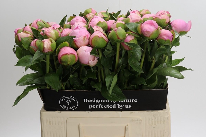 Paeonia Angel Cheeks
