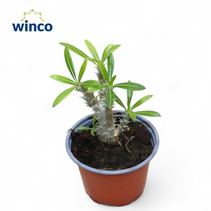 <h4>Pachypodium Densiflorum</h4>