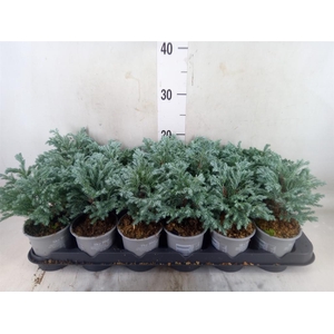 Chamaecyparis pis. 'Sky Blue'