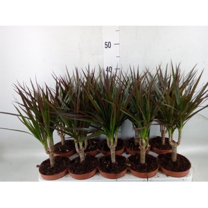 Dracaena marg. 'Magenta'