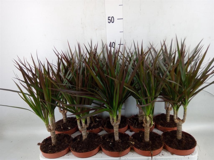 <h4>Dracaena marg. 'Magenta'</h4>