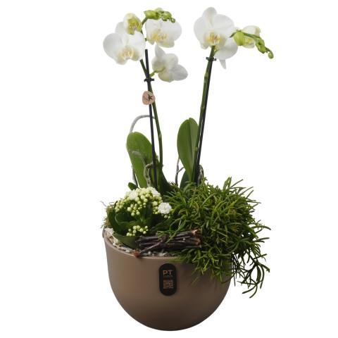 <h4>PTIB5165 Arrangementen kamerplanten</h4>