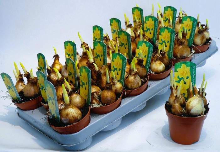 <h4>Groot meerbloemig licht geel</h4>