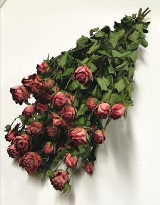 <h4>DROOG ROSES SPRAY ZADIQUE</h4>