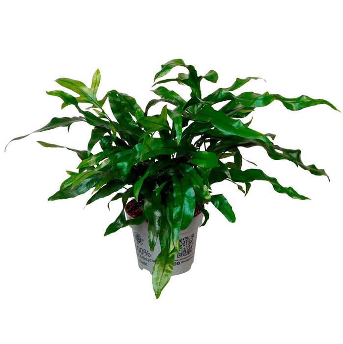 MICROSORUM PTEROPUS P12