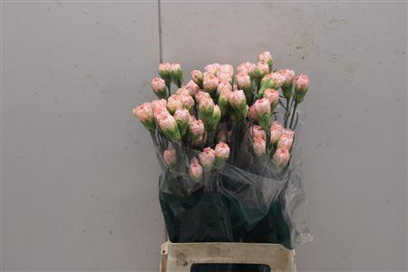<h4>Di St Peach Mambo</h4>