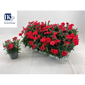 DIAN OSC RED