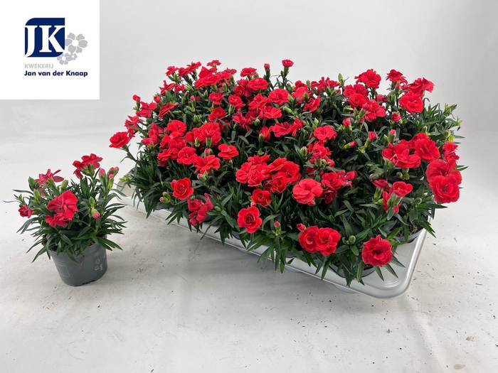 <h4>DIAN OSC RED</h4>
