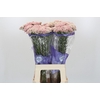 Ozothamnus Cooks Pink