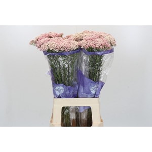 Ozothamnus Cooks Pink