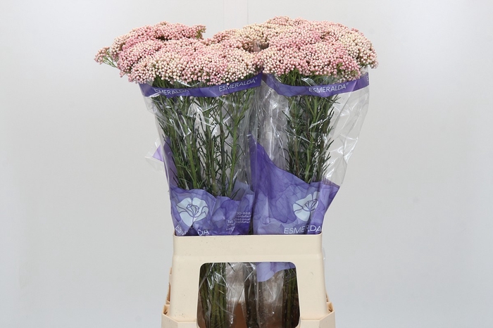 Ozothamnus Cooks Pink