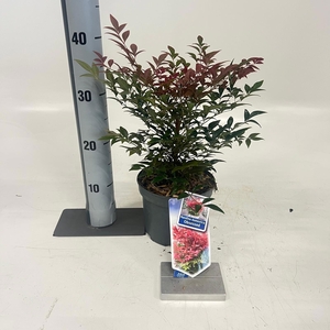 Nandina domestica Obsessed ('Seika'PBR)