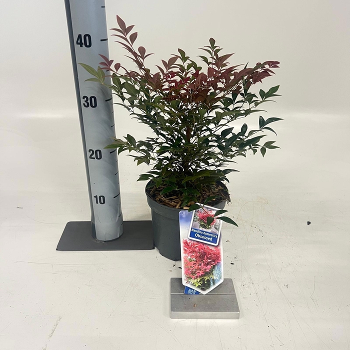 <h4>Nandina domestica Obsessed ('Seika'PBR)</h4>