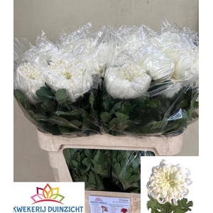 CHR G VIENNA WHITE