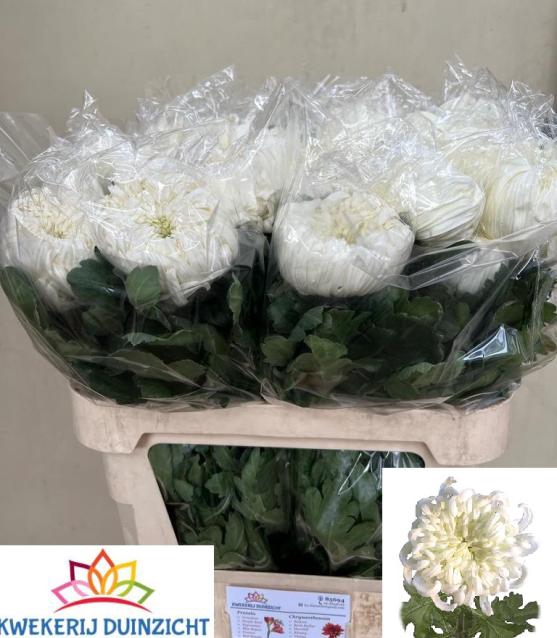 CHR G VIENNA WHITE