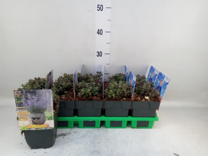 <h4>Nepeta faassenii</h4>