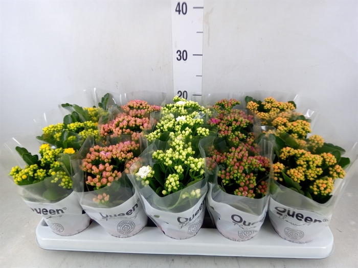 <h4>Kalanchoe blos.   ..rosebud mix  5</h4>