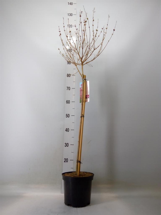 <h4>Syringa villosae</h4>