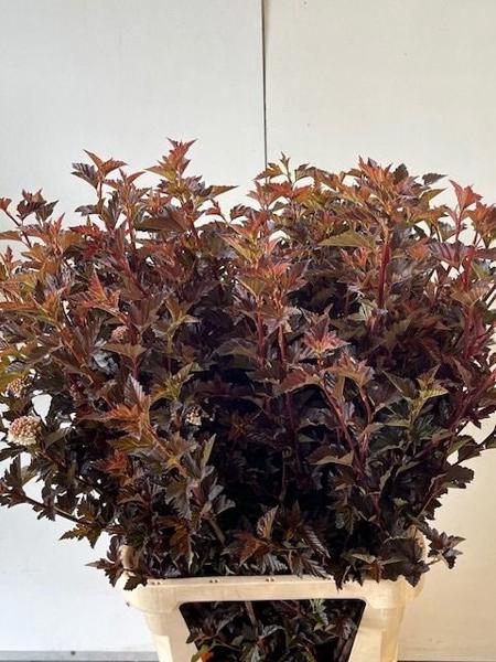 <h4>Physocarpus Diabolo Houwelingen</h4>